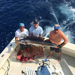 A majestic Atlantic Sailfish caught by three anglers in Kailua-Kona