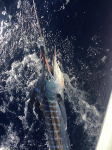 A great fishing trip in HI