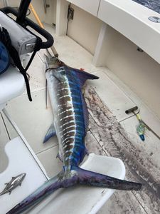 Fishing in HI