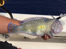 A fishing trip in HI