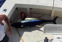 Yellowfin tuna caught while fishing in Kailua-Kona