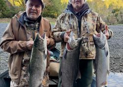 Solid coho salmon catches on river fishing trip