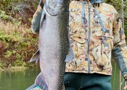 Giant Chinook salmon catch on river fishing trip