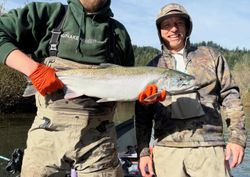 Bright coho salmon catch on river fishing trip