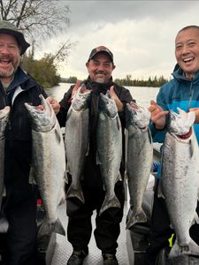 Five colorful coho and chinook salmon caught fishing in OR