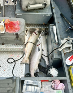 Chinook Salmon caught while fishing in OR