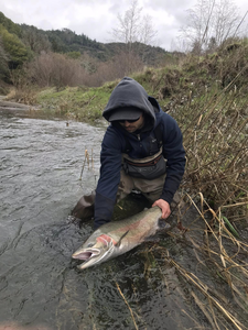 Photograph of a pink salmon caught while fishing in Oregon