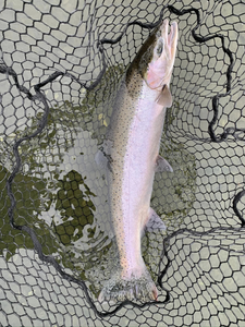 Rainbow trout fishing in OR