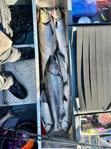 Three chinook salmon caught while fishing in Oregon