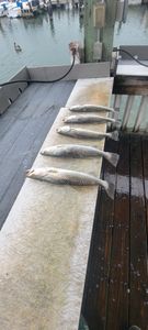 Fish-Species