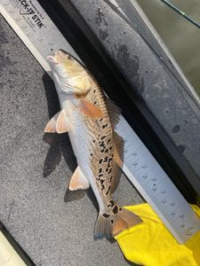 Idyllic Port Aransas Fishing Guides, Red fish