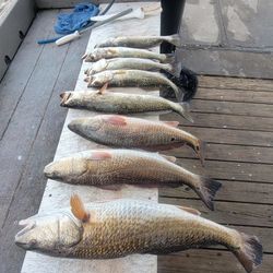 Five redfish caught while fishing in TX