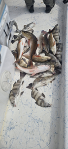 Three black drum and redfish caught while fishing in Rockport