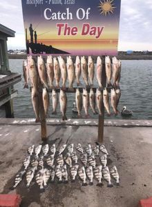 Four fish caught in Rockport while fishing