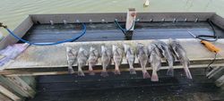 7 fish caught during fishing trip in Rockport