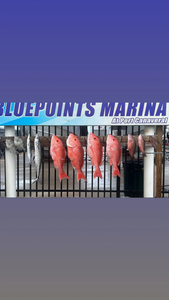 5 king mackerel fish caught at Port Canaveral