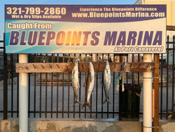 Four king mackerels caught while fishing in Port Canaveral