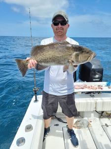 Gag Grouper caught while fishing in NC
