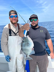 Grey Triggerfish caught fishing at Oak Island