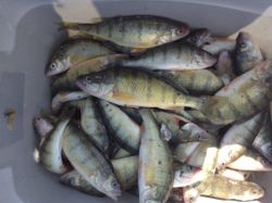 8 American yellow perch caught while fishing in Port Clinton