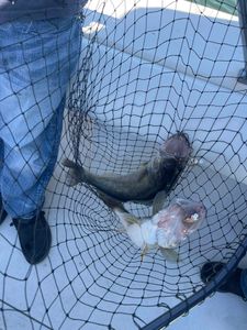 Two fish caught in fishing net on boat deck in Port Clinton OH