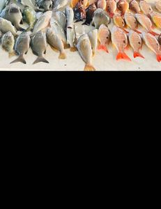Two grey snapper fish caught in FL