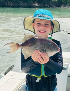 Grey Triggerfish caught fishing in FL