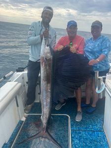 Indo-Pacific Sailfish caught while fishing in Vero Beach FL displayed on boat deck