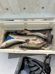 Two great barracuda fish in the lakeside marblehead