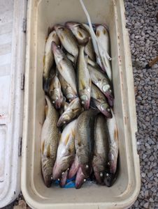 7 fish caught at Lakeside Marblehead while fishing