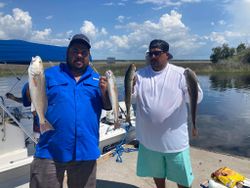 4 redfish caught at Spring Hill