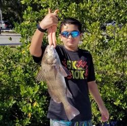 Angler with black drum fish in FL