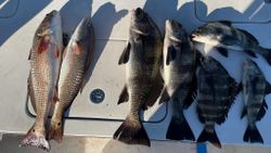 Seven black drum, redfish, and sheepshead fish caught while fishing in Spring Hill