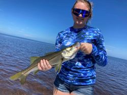 Snook fish caught in FL