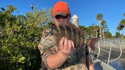 Sheepshead fish caught during fishing trip in Spring Hill