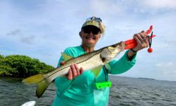 A photograph of a single snook fish caught while fishing in Spring Hill