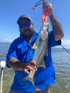 A snook fish caught while fishing in Spring Hill
