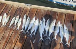 11 bluefish and spanish mackerel caught in NC
