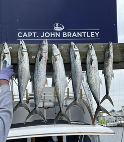 Six Spanish Mackerel and King Mackerel fish caught at Carolina Beach