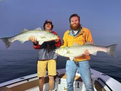 Two striped bass caught while fishing in Wells
