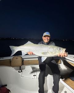 A striped bass, 36 inches long, caught while fishing in ME.