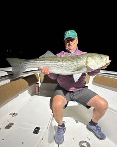 Striped bass caught by angler in Wells
