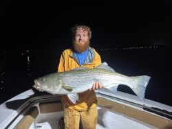 Striped bass caught in Maine