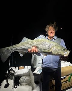 Striped Bass Caught by Angler at Wells
