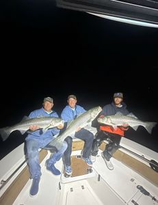 3 striped bass fish caught in ME
