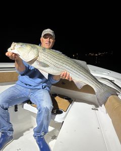 Striped bass caught while fishing in Wells