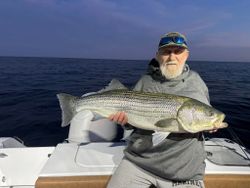 Striped bass caught while fishing in Maine