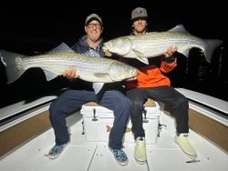 Two striped bass caught while fishing in Wells