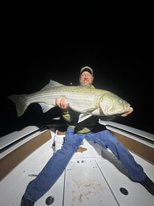 A striped bass caught while fishing in Wells