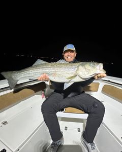 Striped bass caught by angler in Wells